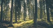 Global Investors Controlling $3 Trillion Demand Policy Action to Stop Deforestation by 2030