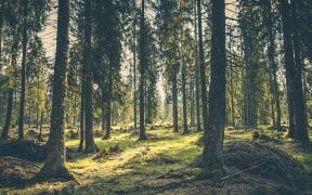 Global Investors Controlling $3 Trillion Demand Policy Action to Stop Deforestation by 2030