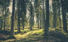 Wereldwijde investeerders die 3 biljoen dollar in handen hebben, eisen beleid om ontbossing tegen 2030 te stoppen