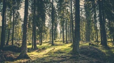 Global Investors Controlling $3 Trillion Demand Policy Action to Stop Deforestation by 2030
