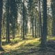 Global Investors Controlling $3 Trillion Demand Policy Action to Stop Deforestation by 2030