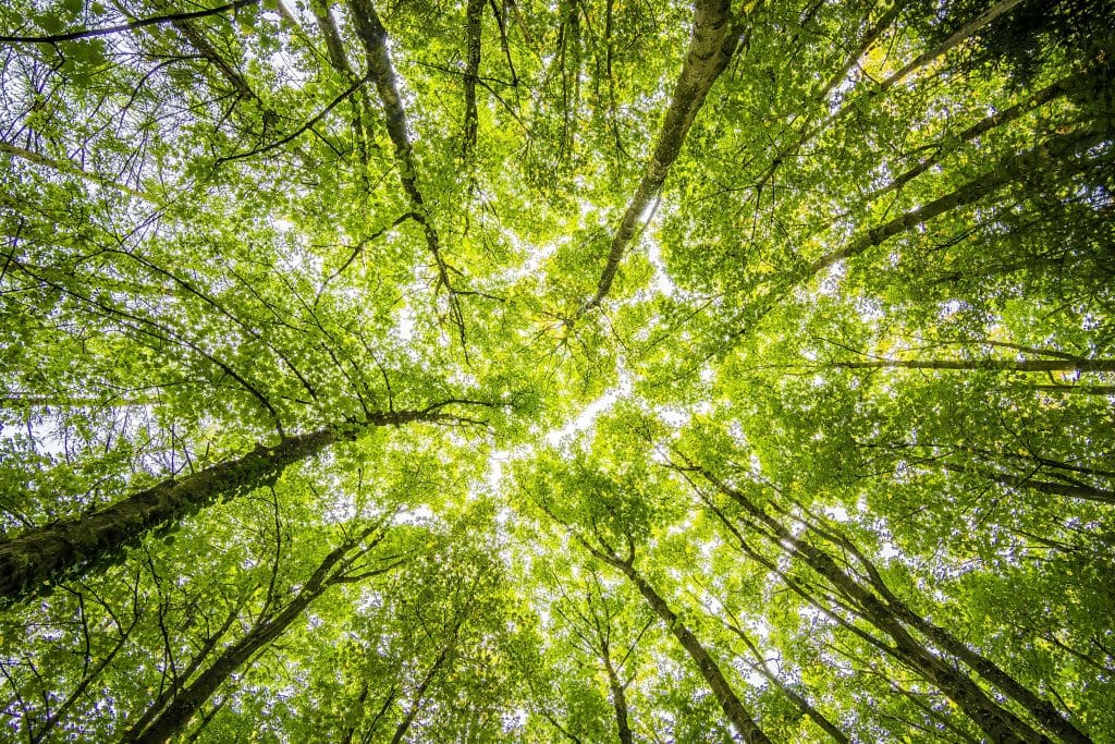 Integrity Council Approves New Carbon Removal Standards