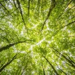 Integrity Council Approves New Carbon Removal Standards
