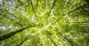 Integrity Council Approves New Carbon Removal Standards