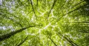 Integrity Council Approves New Carbon Removal Standards