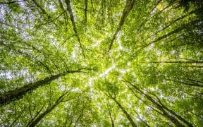 Integrity Council Approves New Carbon Removal Standards