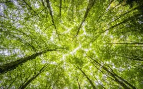 Integrity Council Approves New Carbon Removal Standards