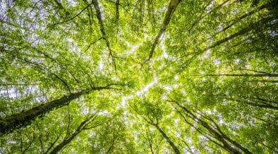 Integrity Council Approves New Carbon Removal Standards