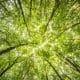 Integrity Council Approves New Carbon Removal Standards