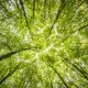 Integrity Council Approves New Carbon Removal Standards