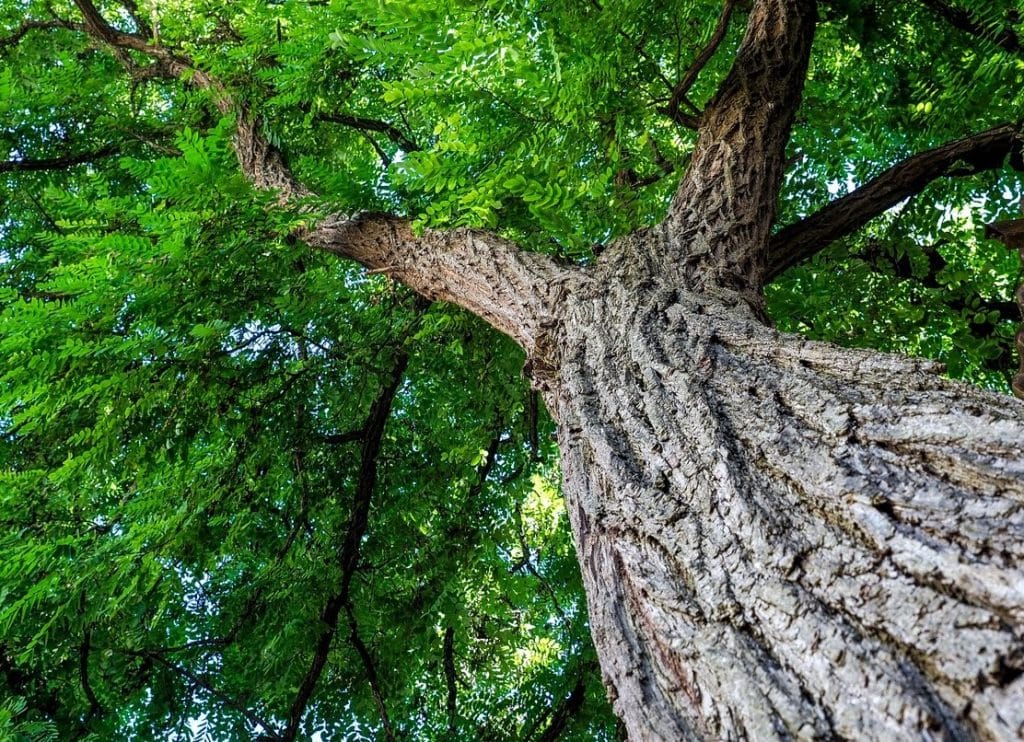 Canopy Launches $2 Billion Platform to Scale Circular Textiles as Wood Supply Risks Rise