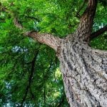 Canopy Launches $2 Billion Platform to Scale Circular Textiles as Wood Supply Risks Rise