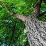 Canopy Launches $2 Billion Platform to Scale Circular Textiles as Wood Supply Risks Rise