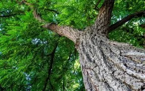 Canopy Launches $2 Billion Platform to Scale Circular Textiles as Wood Supply Risks Rise