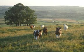 Grassroots Carbon Reaches 1.9 Million Tons of Verified Soil Removals for Net Zero Demand