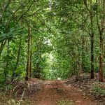 Trafigura-Backed Alliance Targets $1 Billion Investment In African Carbon Removal, Woodland Restoration