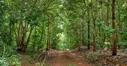Trafigura-Backed Alliance Targets $1 Billion Investment In African Carbon Removal, Woodland Restoration