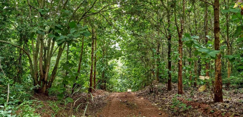 Trafigura-Backed Alliance Targets $1 Billion Investment In African Carbon Removal, Woodland Restoration