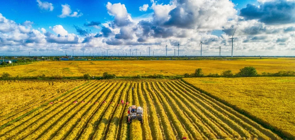 Vietnam Certifies 71,000 Tonnes of Low Emission Rice Under National Green Farming Programme
