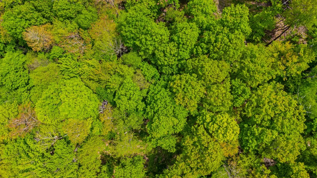 Chestnut Carbon Secures First North American FSC Biodiversity Verification For IFM Forest Project