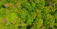 Chestnut Carbon Secures First North American FSC Biodiversity Verification For IFM Forest Project