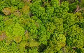 Chestnut Carbon Secures First North American FSC Biodiversity Verification For IFM Forest Project