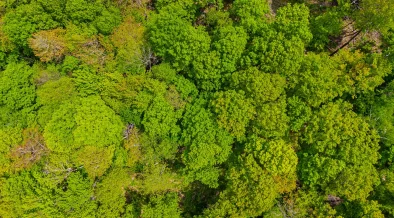 Chestnut Carbon Secures First North American FSC Biodiversity Verification For IFM Forest Project