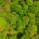 Chestnut Carbon Secures First North American FSC Biodiversity Verification For IFM Forest Project