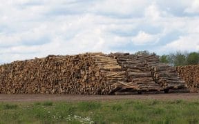 Mast Reforestation Issues First Biomass Burial Carbon Credits, Funding Post-Wildfire Restoration in Montana