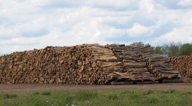 Mast Reforestation Issues First Biomass Burial Carbon Credits, Funding Post-Wildfire Restoration in Montana