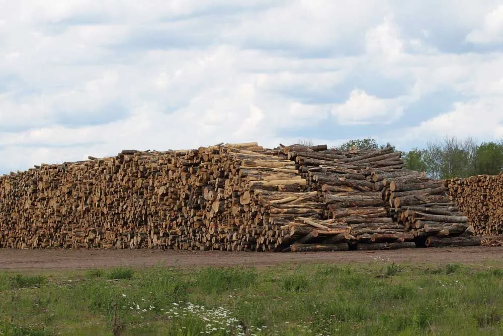 Mast Reforestation Issues First Biomass Burial Carbon Credits, Funding Post-Wildfire Restoration in Montana