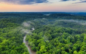 Brazil Awards First Amazon Reforestation Concession To Re.green In Carbon Finance Push