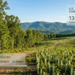 Google, McKinsey, Meta Back 131,240 Tonne U.S. Reforestation Carbon Deal In Appalachia
