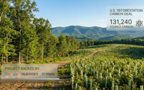 Google, McKinsey, Meta Back 131,240 Tonne U.S. Reforestation Carbon Deal In Appalachia