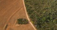 Brazil–China Supply Chain Accounts for Quarter of Global Deforestation Exposure