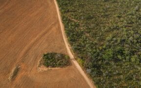 Brazil–China Supply Chain Accounts for Quarter of Global Deforestation Exposure