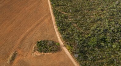 Brazil–China Supply Chain Accounts for Quarter of Global Deforestation Exposure