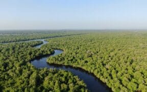 Mangrove Systems Expands Biochar MRV Platform With Grain Ecosystem Acquisition