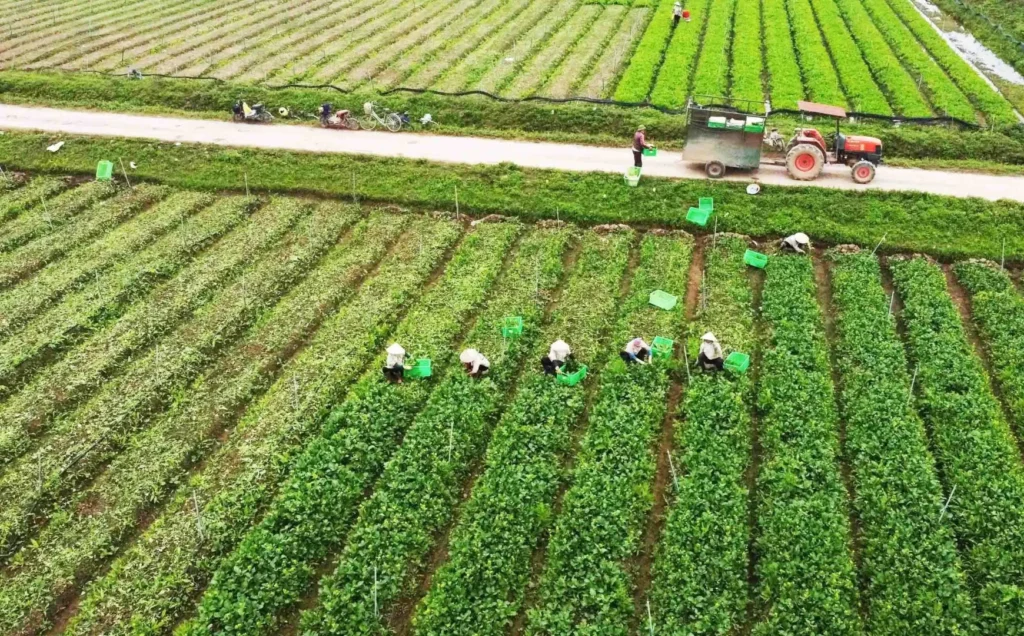 Vietnam–China Agricultural Partnership Expands Trade to $20.94 Billion
