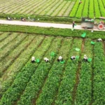 Vietnam–China Agricultural Partnership Expands Trade to $20.94 Billion