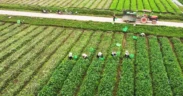 Vietnam–China Agricultural Partnership Expands Trade to $20.94 Billion