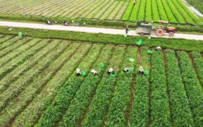 Vietnam–China Agricultural Partnership Expands Trade to $20.94 Billion