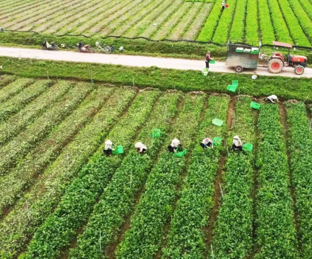 Vietnam–China Agricultural Partnership Expands Trade to $20.94 Billion