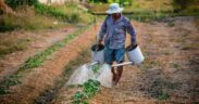 Bangladesh Farmers to Earn Carbon Revenue From First Verra Agroforestry Credits