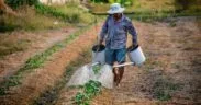 Bangladesh Farmers to Earn Carbon Revenue From First Verra Agroforestry Credits
