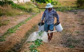 Bangladesh Farmers to Earn Carbon Revenue From First Verra Agroforestry Credits