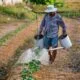 Bangladesh Farmers to Earn Carbon Revenue From First Verra Agroforestry Credits