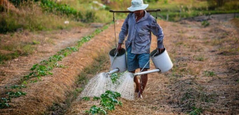 Bangladesh Farmers to Earn Carbon Revenue From First Verra Agroforestry Credits
