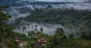 Indonesia Targets 12 Million Hectares for Reforestation as Carbon Credit Strategy Takes Shape