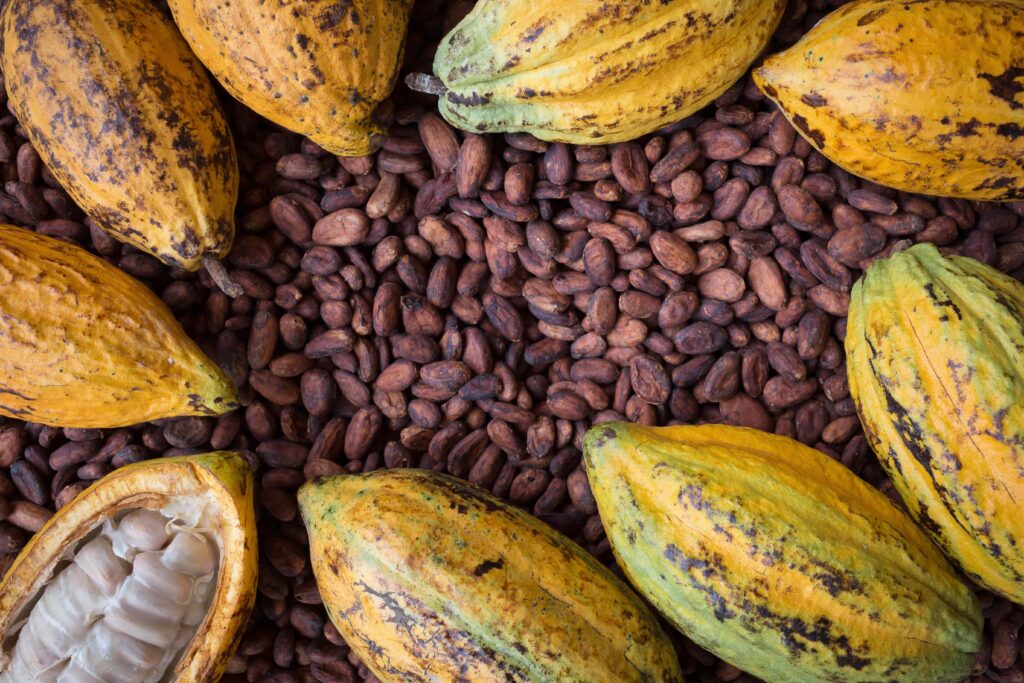 Ivory Coast Cocoa Traceability Stalls at 48% as EU Deforestation Rules Near